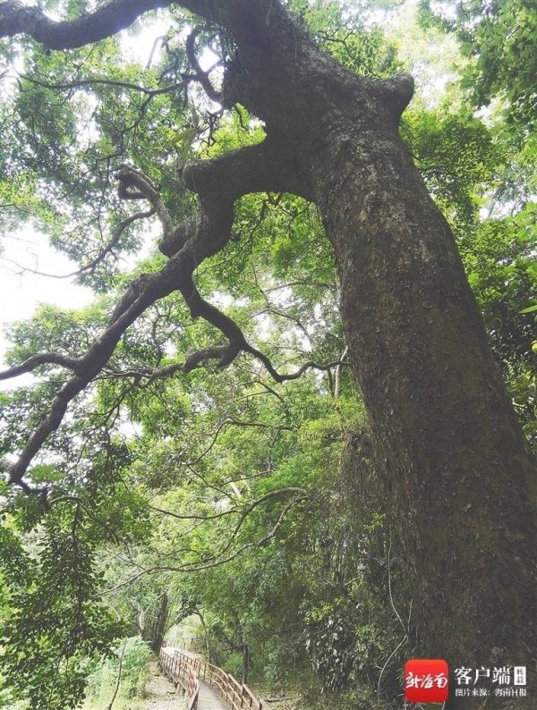 金来源 海南周刊 | “长寿树”重阳木：遮阴抗风总相宜